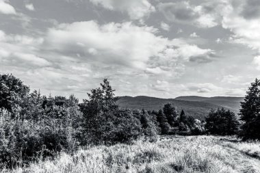Ağaçlar ve ormanlarla dolu güzel bir manzara.