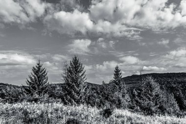 a grayscale shot of the mountain landscape with trees
