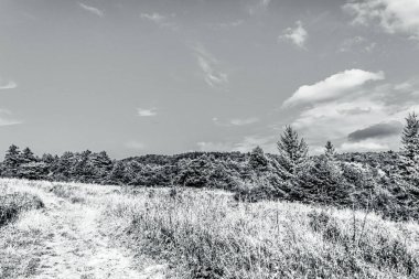 black and white landscape of pine forest in the mountains.
