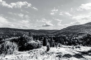 a beautiful scenery of a road in the forest