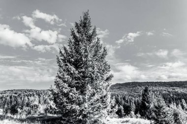 Ağaçlar ve dağlarla dolu güzel sonbahar manzarası