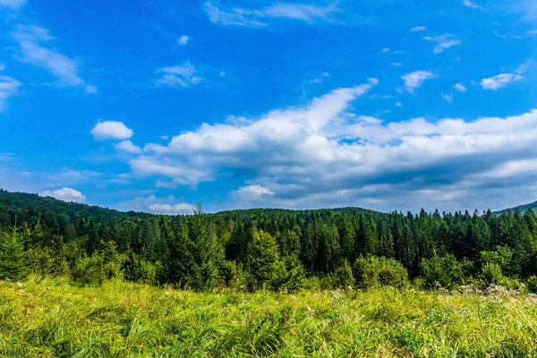 Yaz orman ve dağlar