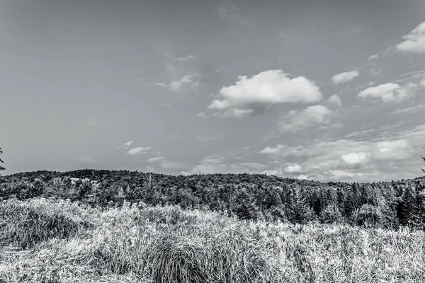 Dağlardaki bir ormanın siyah beyaz fotoğrafı