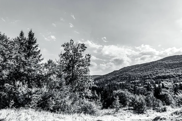 black and white photo of mountain road with trees in the foreground