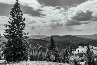 a grayscale shot of a tall mountain range in the forest