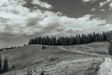 black and white landscape of the mountains in the carpathian forest