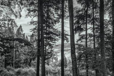a beautiful shot of a forest surrounded by trees and mountains