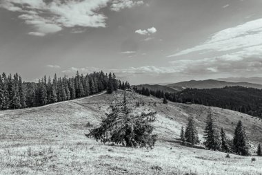 black and white photo of carpathian mountains in the summer