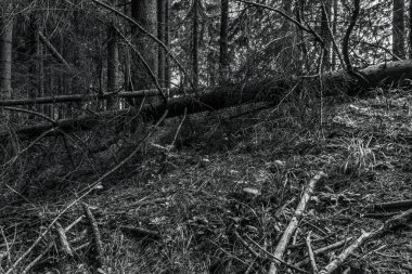black and white photo of forest with tree roots
