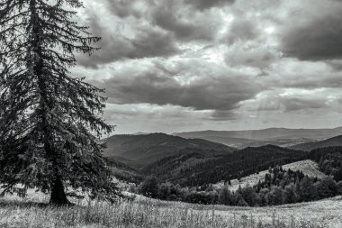 a beautiful shot of trees in a field with a cloudy sky in the background in the mountains