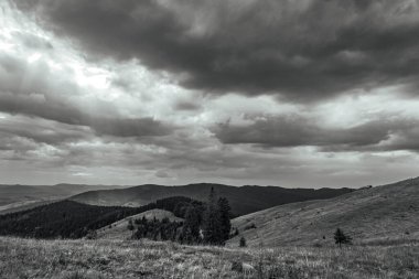 Ormanın güzel manzarası