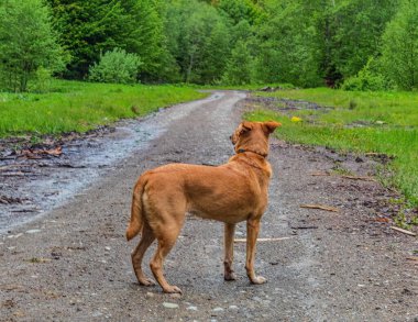 Köpek yolda yürüyor.