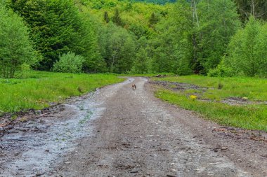 a dirt road among the trees and forest