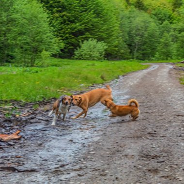dogs playing in nature in the forest.