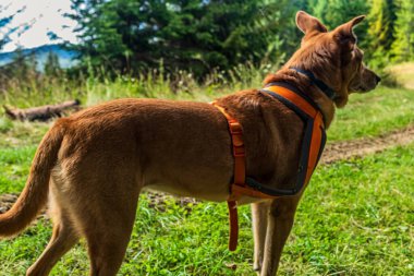 a dog is walking in the park. high quality photo