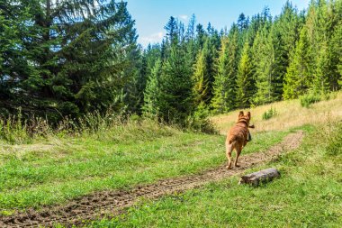 dog in the green grass. nova scotia duck tolling retriever in nature.