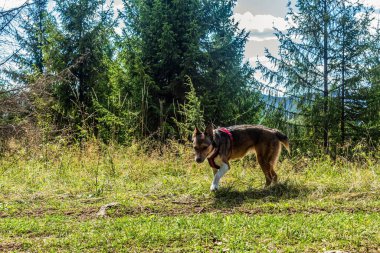 brown shepherd dog in forest on the background of the mountains