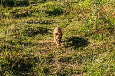 dog running across the green grass in the summer