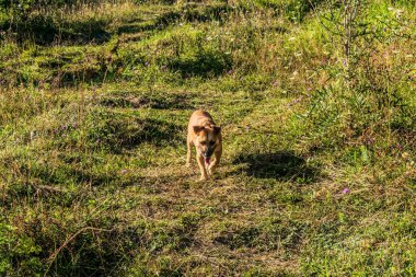 a young dog walking in the forest