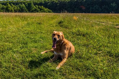 Alman çoban köpeği ormanda..