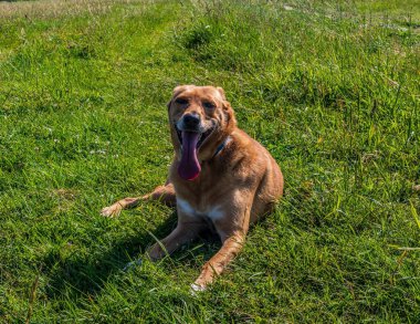 dog in green grass in the park