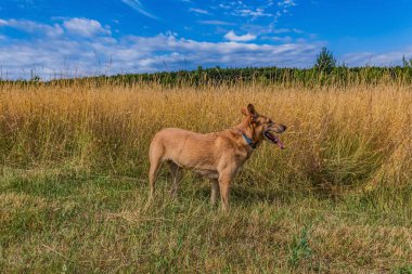 a dog walks in a field. the dog is walking in the meadow.