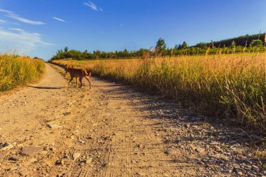 Animals, Nature, Domestic animals -urope, Eastern Europe