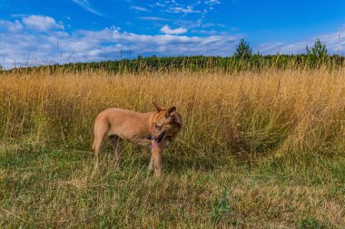 alanında güzel köpek.
