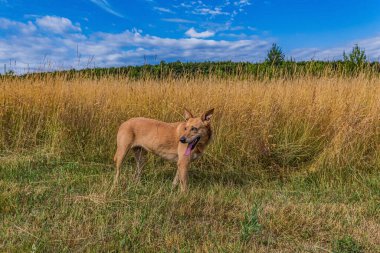 dog in the field, pet animal, nature