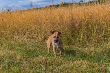 dog breed jack russell terrier walking in a meadow.