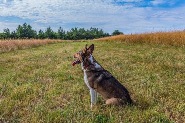 Otların arasında bir köpek.