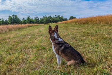 a young dog walks in the green grass