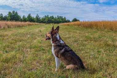 Alman çoban köpeği tarlada.