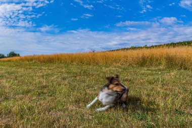 dog breed collie running