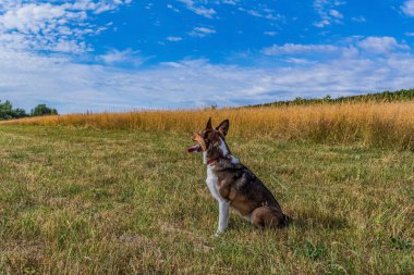 a young german shepherd dog is walking in the meadow on a summer day