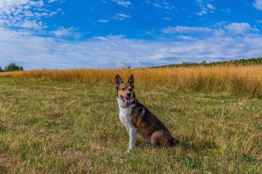 Alman çoban köpek çim