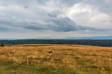 beautiful landscape of the ukrainian carpathians in summer day.