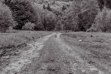 dirt road leading through the forest. black white.