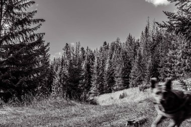 black and white dog in the forest in autumn