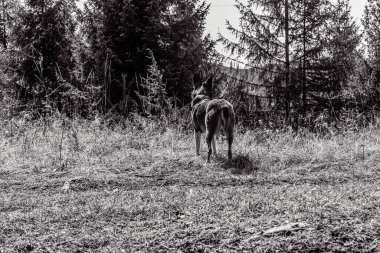 Siyah beyaz fotoğraf ormandaki geyik
