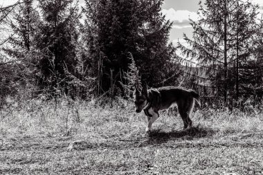 dog walking on a field