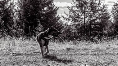 dog in the park. black and white