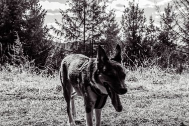 Köpek siyah beyaz portre üretir.