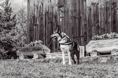 dog in nature. pet in park. black and white dog.