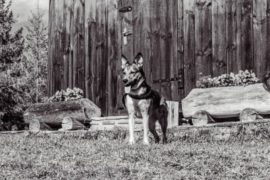 dog on fence in park