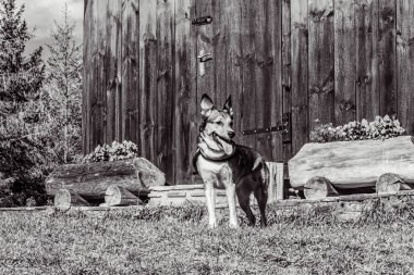 dog sitting at a bench
