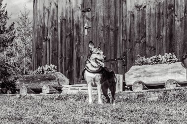 Animals, Nature, Domestic animals -Black and white photos, monochrome photos -  urope, Eastern Europe