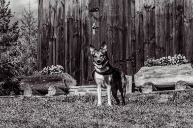 bir köpeğin siyah beyaz fotoğrafı.