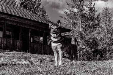 Ormandaki köpek. siyah beyaz fotoğraf
