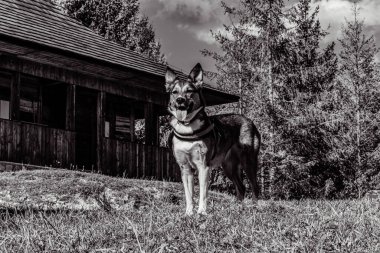 black and white dog in front of a house